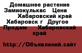 Домашнее растение Замиокулькас › Цена ­ 2 000 - Хабаровский край, Хабаровск г. Другое » Продам   . Хабаровский край